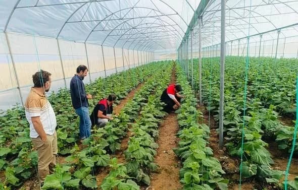 Cizre Katran köyünde sera denetimi yapan Tarım ve Orman Müdürlüğü ekipleri