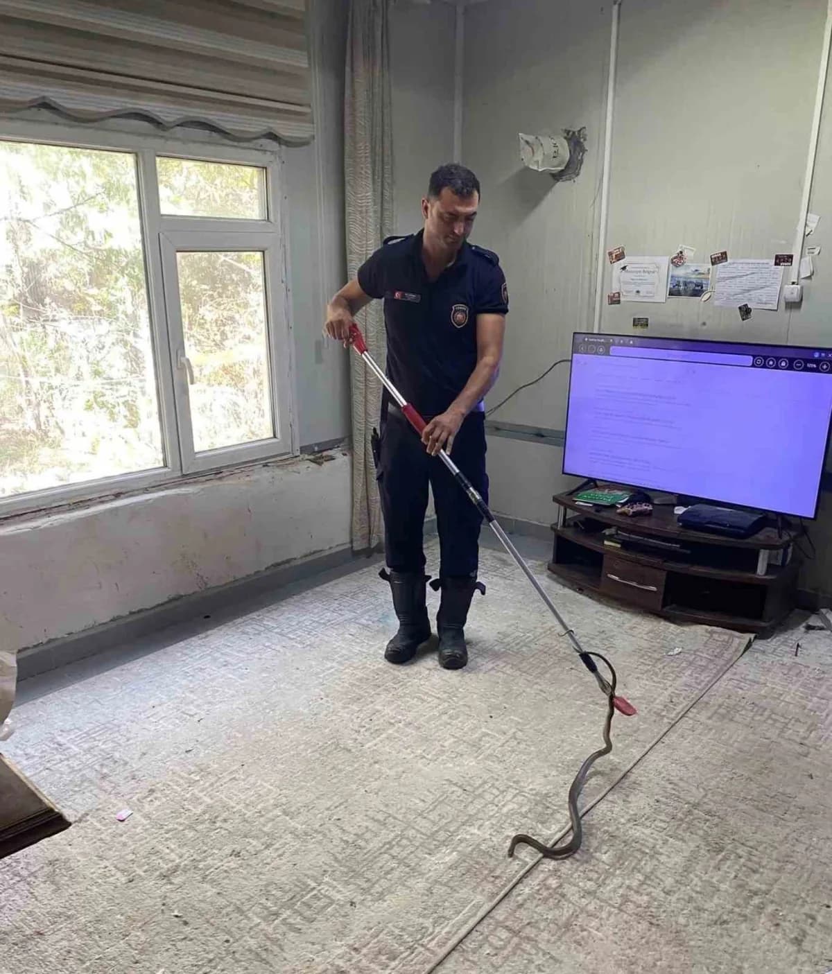 Hatay Defne ilçesinde eve giren yılan itfaiye ekipleri tarafından zarar verilmeden yakalanıyor
