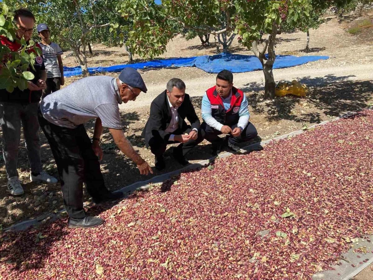 Denizli Güney Karaağaçlı Mahallesi’nde Antep fıstığı bahçesinde hasat yapılan üreticiler
