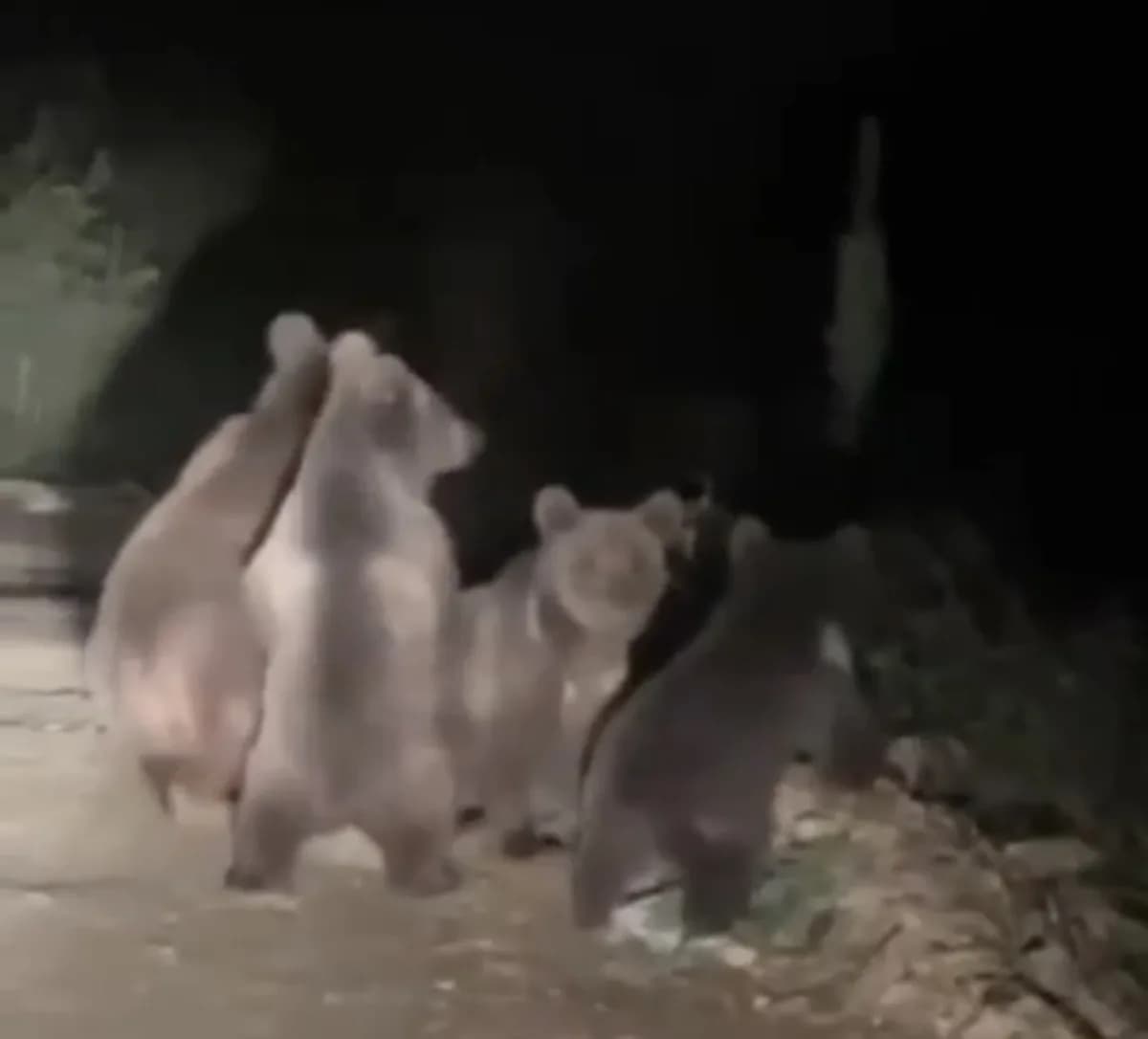 Düzce Akkaya köyü yol kenarında yürüyen anne ayı ve üç yavrusu
