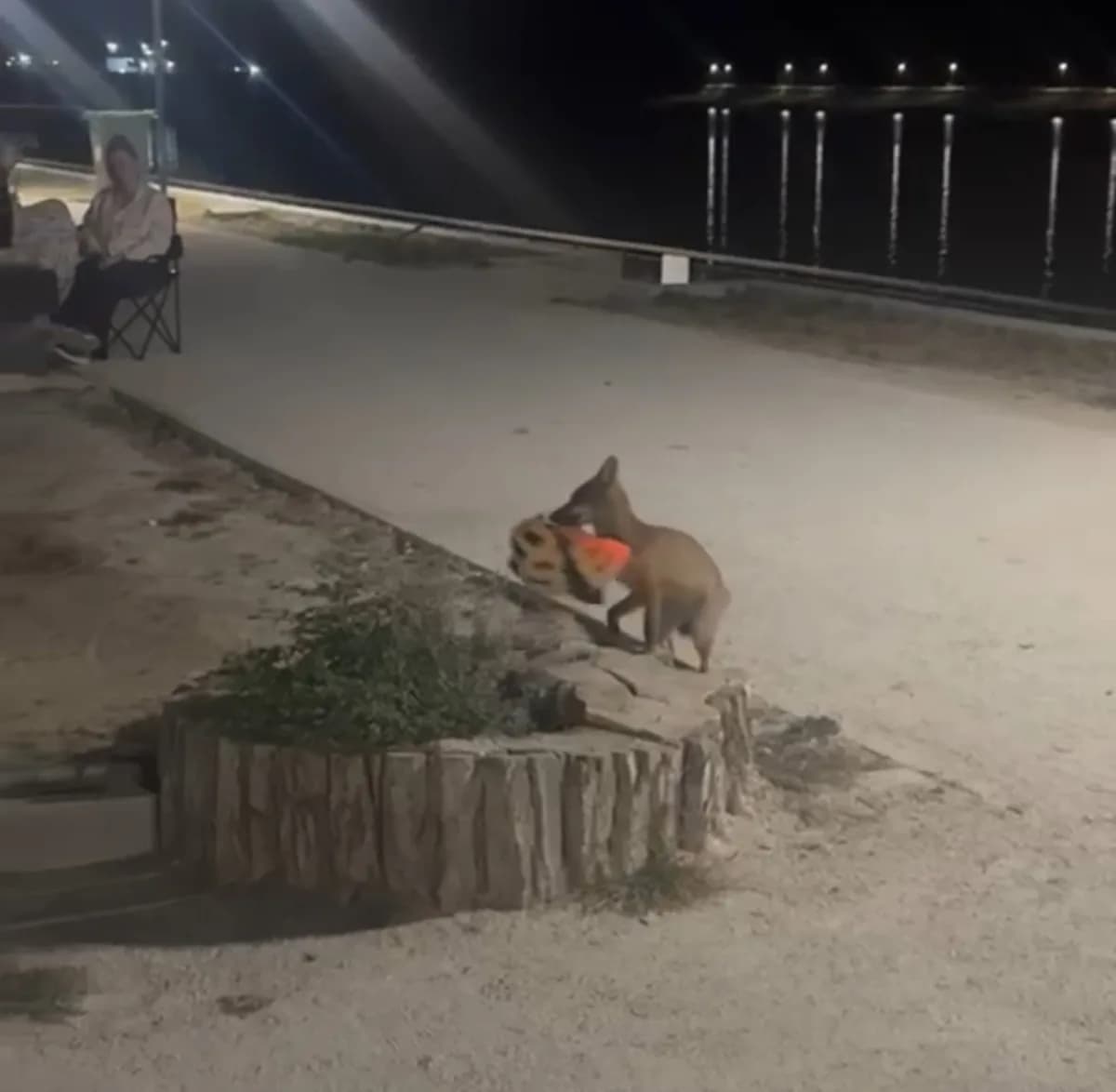 Edirne Söğütlük Millet Bahçesi’nde yavru tilkinin bisiklet kaskını ağzında taşıdığı an