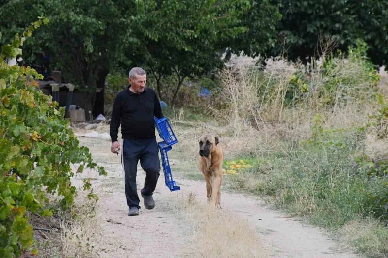Yozgat'ta emekli öğretmen Bekir Karakoç'un 15 yılda meyve ağaçları ve üzüm bağlarıyla yeşillendirdiği arazi