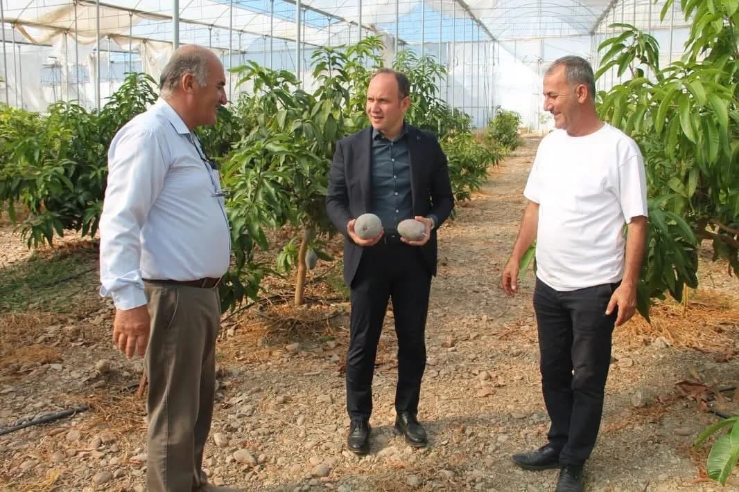 Erzin’de avokado ve mango üretimi yapılan seradan bir görüntü