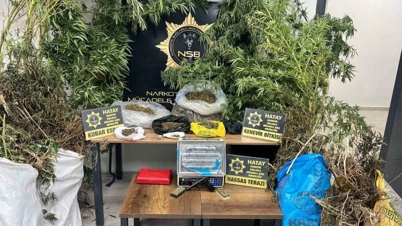 Hatay'da müstakil ev bahçesinde ele geçirilen Hint keneviri bitkileri ve uyuşturucu maddeler