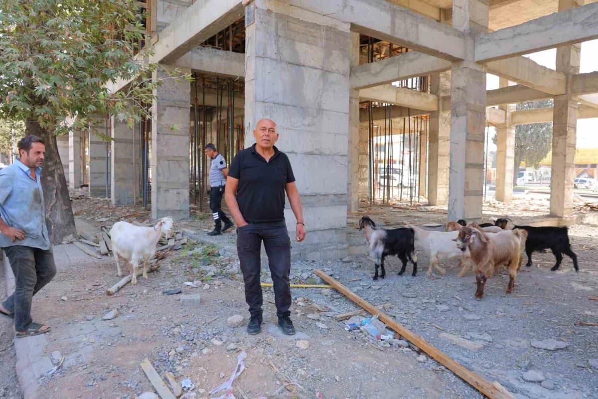 Kahramanmaraş Küçük Sanayi Sitesi'nde başıboş gezen 9 keçi ve onları bekleyen esnaf