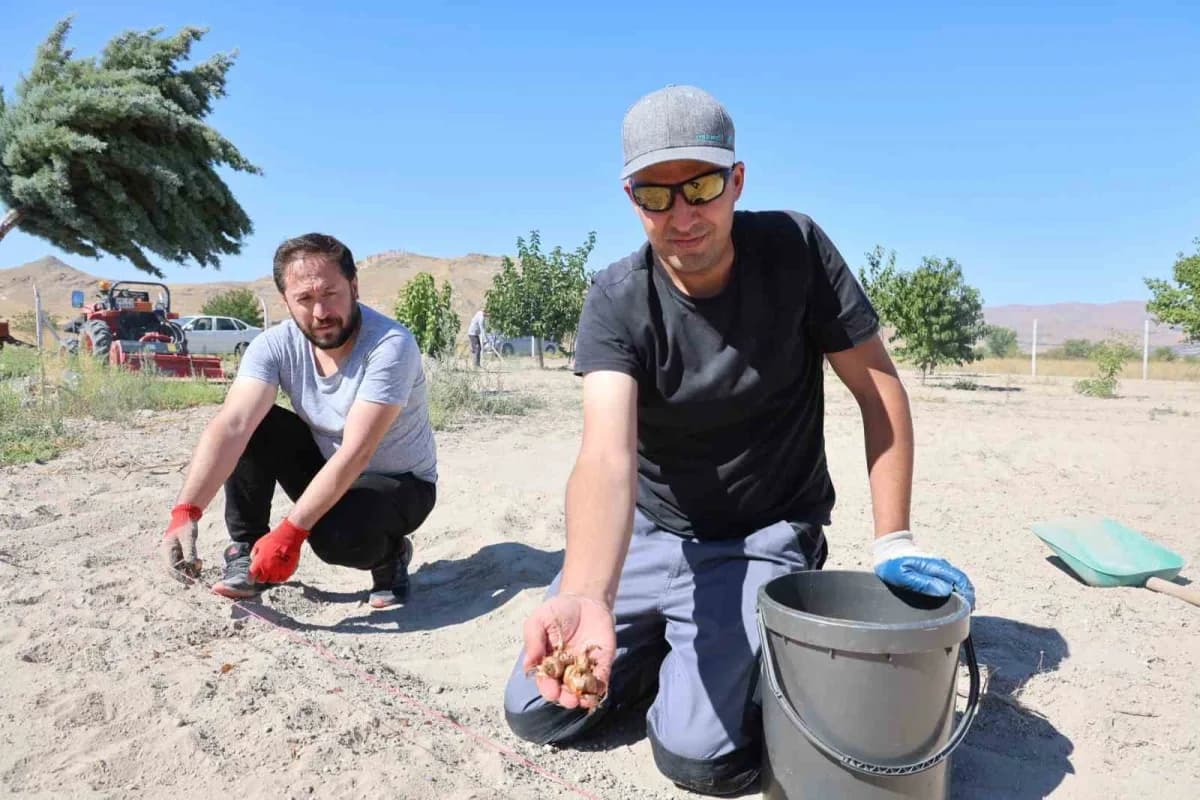 Kapadokya Göreme’de safran tarlasında safran bitkileri ve üretim alanı