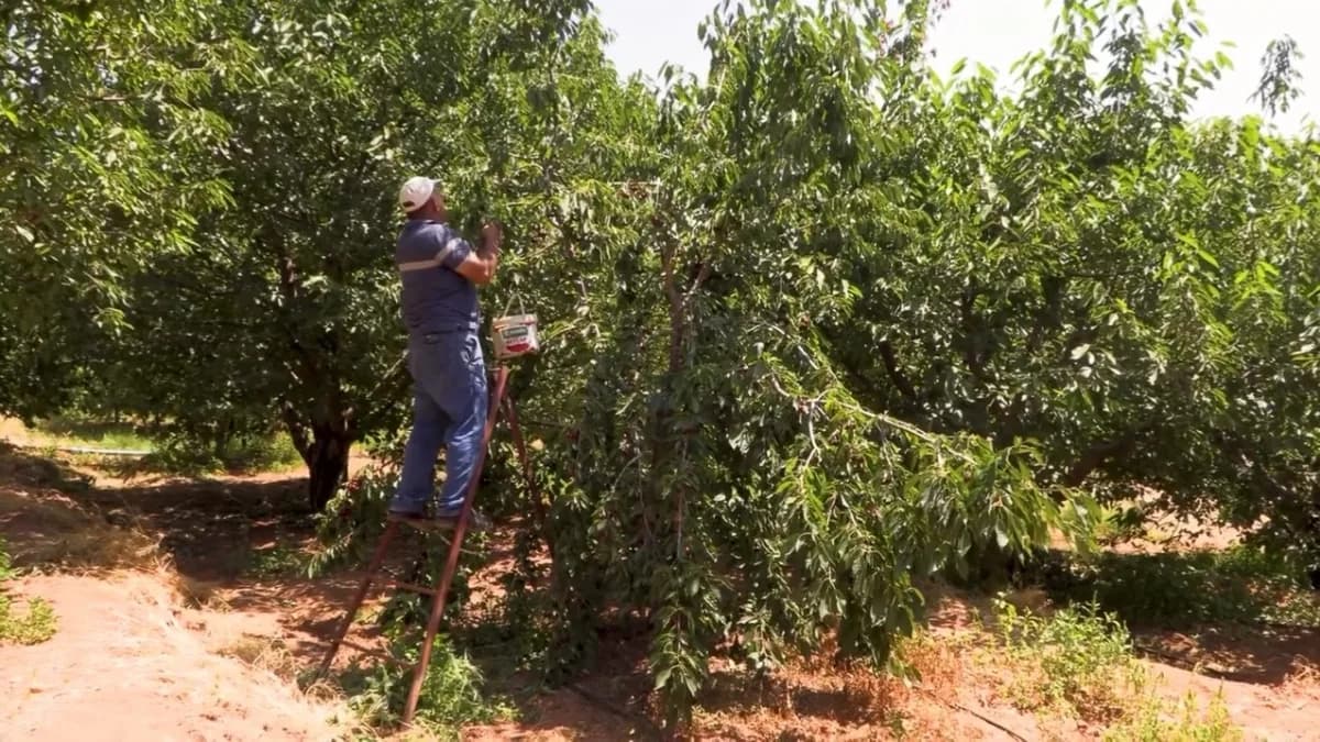 Niğde Emirler köyünde kapalı sulama sistemiyle sulanan kiraz bahçeleri