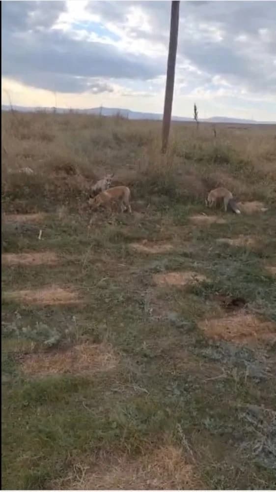 Kars’ta eski tren istasyonunda arı kovanlarını taşırken 3 kızıl tilkiyi eliyle besleyen vatandaş