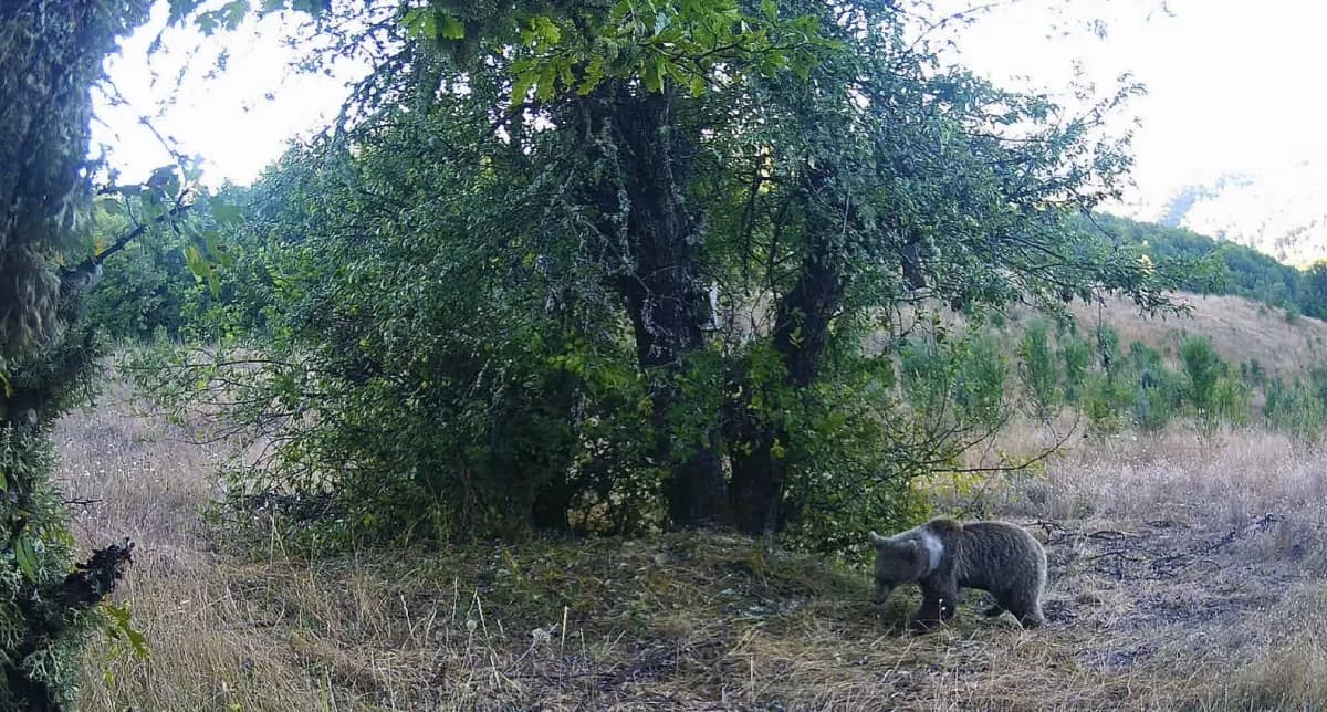 Kastamonu ormanlarında fotokapanla görüntülenen karaca, ayı, yaban domuzu ve geyikler