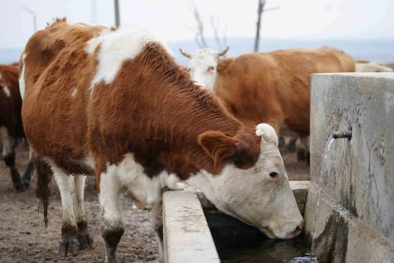 Kırıkkale’de şap hastalığı nedeniyle kapatılan hayvan pazarı girişinde uyarı tabelası