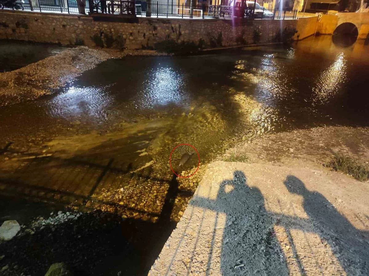 Konya Bozkır ilçesindeki Çarşamba Çayı'nda doğal ortamda görülen su samuru