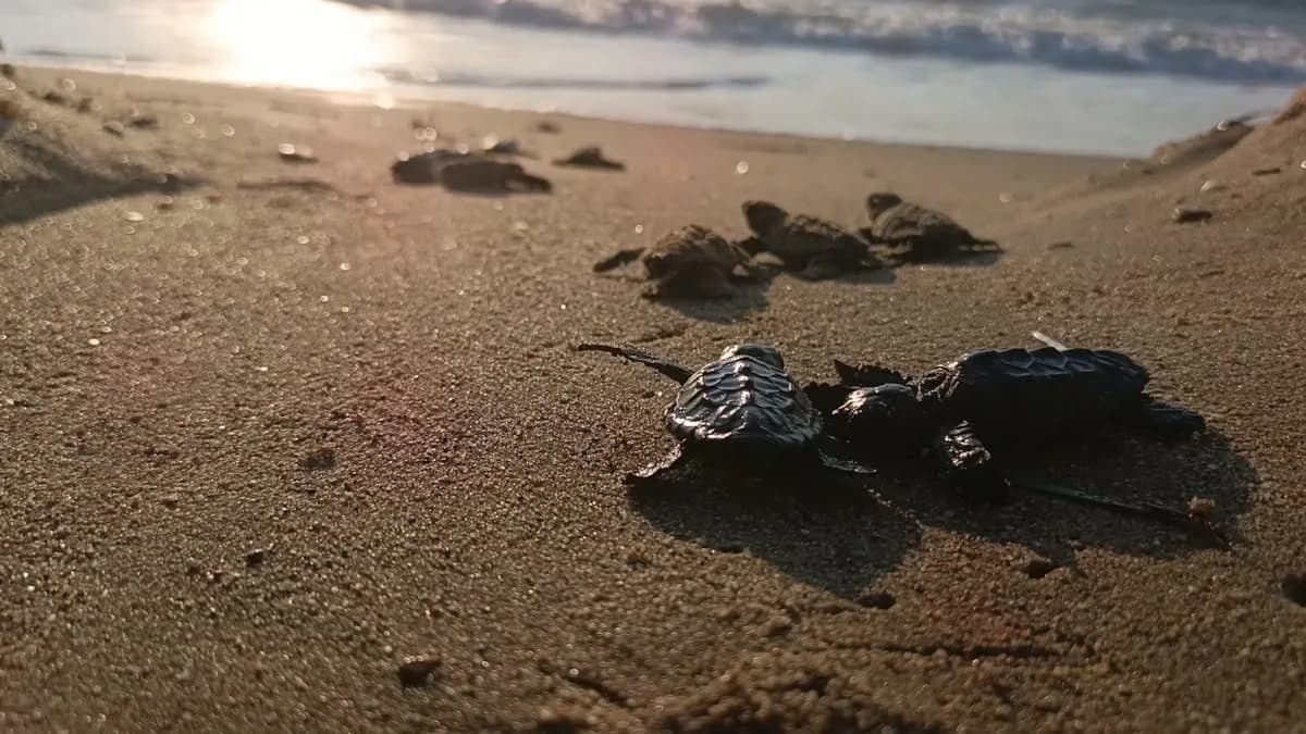 Kuşadası’nda sel sularının altında kalan caretta caretta yuvasından çıkan yavru deniz kaplumbağaları