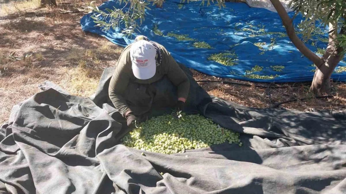 Mersin Mut ilçesinde zeytin bahçesinde başlayan zeytin hasadı ve toplanan zeytinler