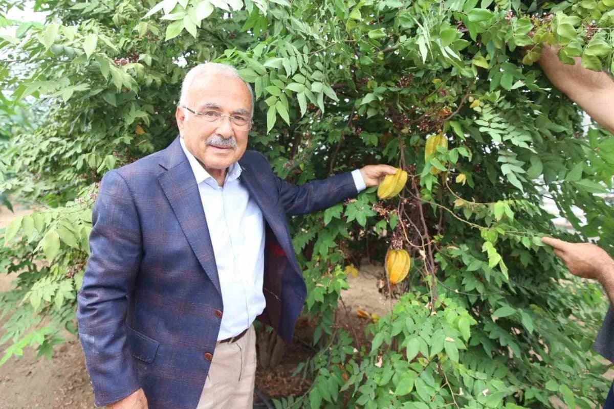 Ordu Gülyalı’da tropikal meyve serasında farklı türlerde meyve bitkileri yetiştiriliyor