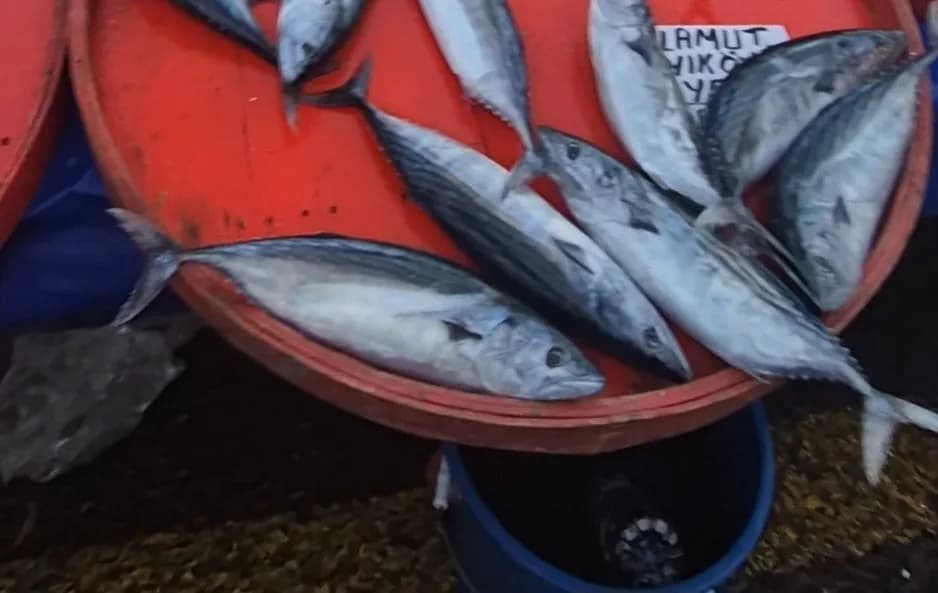 Tekirdağ Süleymanpaşa Perşembe pazarında palamut balıkları ve balık tezgahları