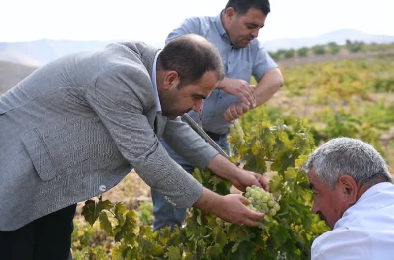 Banazı mahallesinde üzüm bağlarında çalışan üreticiler ve Yeşilyurt Kent Konseyi heyeti