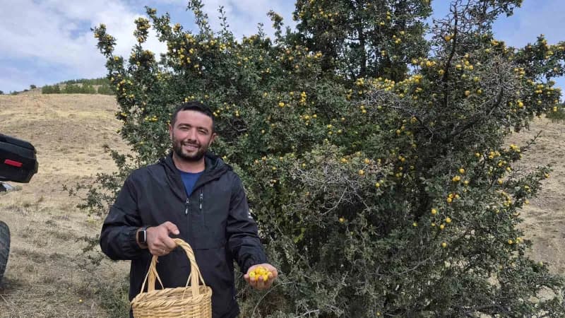 Yozgat Boğazcumafakılı köyünde doğal olarak yetişen alıç meyveleri dallarda sarı ve kırmızı renklerle görülüyor