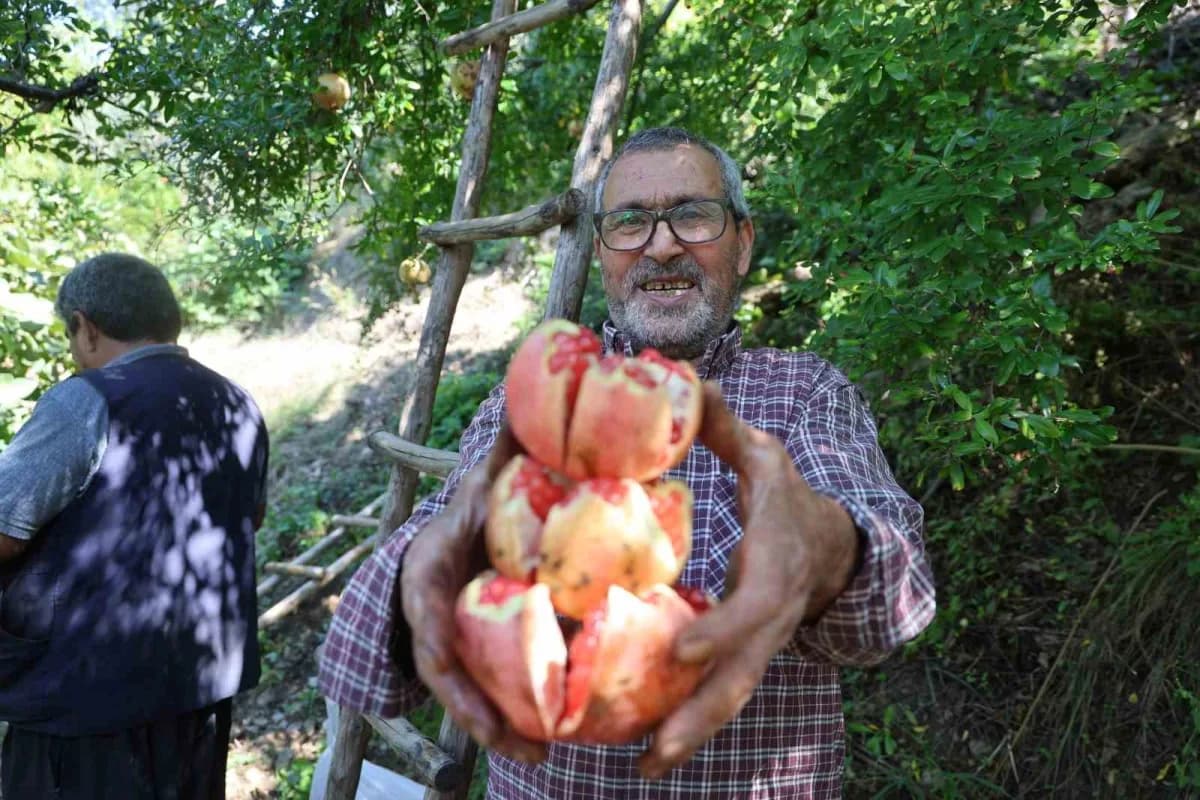 Adana Kozan Kuytucak narında hasat yapan üreticiler ve nar bahçesi