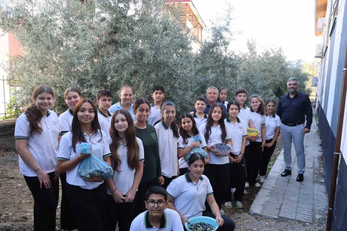 Adana Kozan Gazi İlk ve Ortaokulu öğrencileri zeytin fidanlarının hasadını yaparken