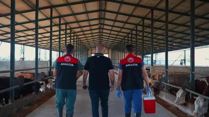 Amasya’da veterinerler büyükbaş hayvanlara şap aşısı uyguluyor