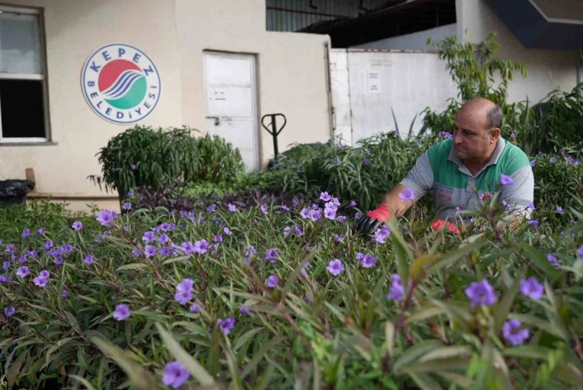 Antalya’nın dört bir yanı Kepez’de yetiştirilen çiçeklerle renkleniyor