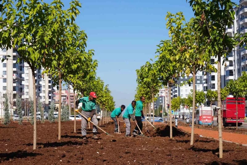 Diyarbakır’da ağaçlandırma çalışmaları kapsamında dikilen ağaçlar ve yeşil alanlar