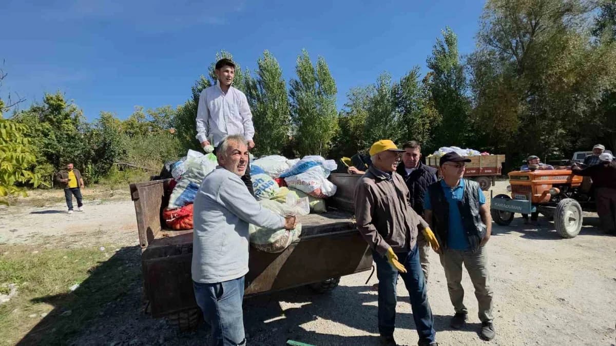 Domaniç ilçesinde ceviz bahçelerinde çalışan üreticiler ve ceviz hasadı