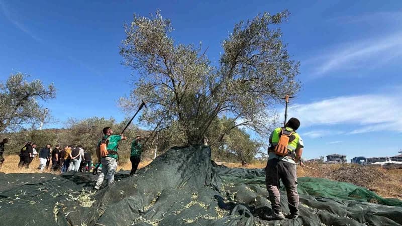 Edremit Belediyesi zeytinliklerinde erken hasat yapılan zeytin ağaçları ve toplanan zeytinler