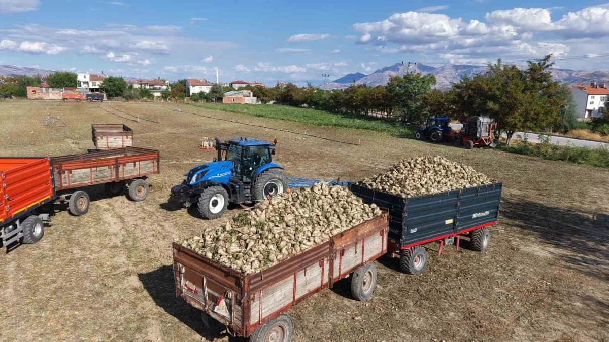 Elazığ’da çiftçiler şeker pancarı hasadı yaparken traktörlerle pancar taşıyor