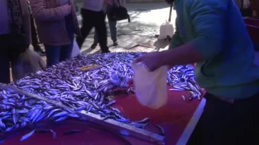 Eskişehir'de balıkçı tezgahında hamsi ve palamut balıkları