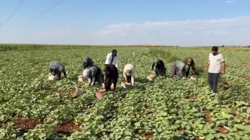 Gaziantep Oğuzeli ilçesinde turşuluk acur tarlasında hasat yapan işçiler