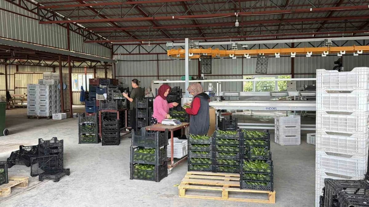 Gazipaşa'da yetişen avokadoların Gürcistan'a yapılan ihracat için yüklenmesi