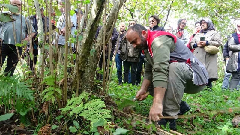 Giresun’da fındıkta verimi artırmak için üreticilere uygulamalı budama eğitimi veriliyor