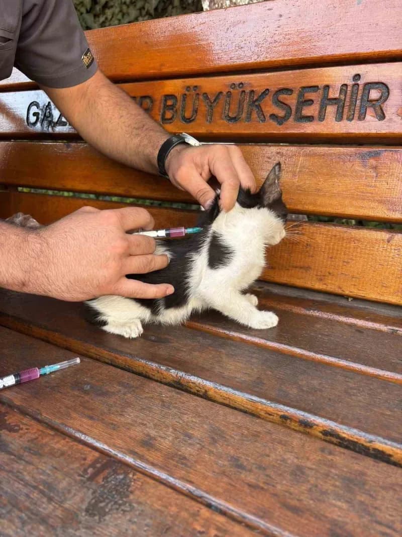 Gaziantep Kolej Vakfı Özel Okulları öğrencileri ve veteriner hekim okul bahçesindeki kedilerin sağlık kontrollerini yapı
