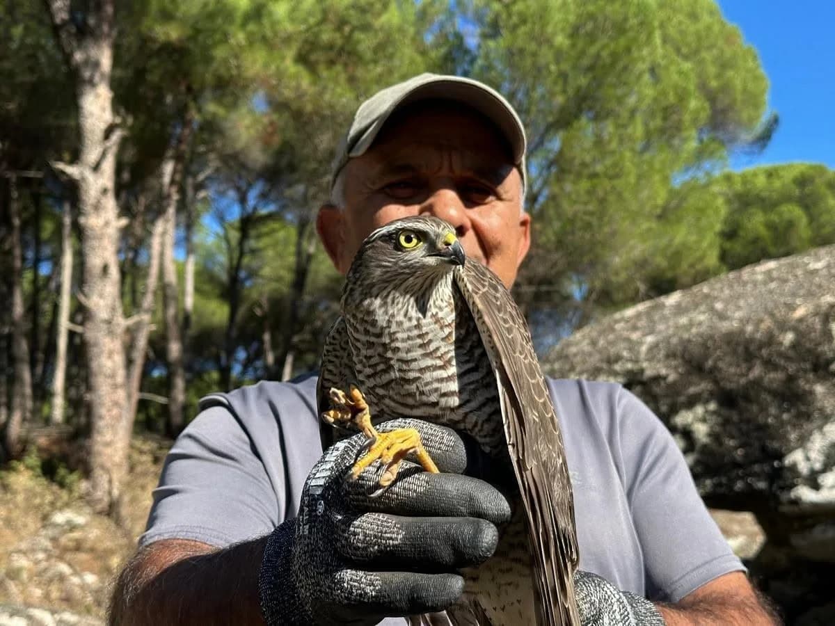 Kuşadası’nda kurtarılan atmaca ve sansar yeniden doğaya bırakıldı