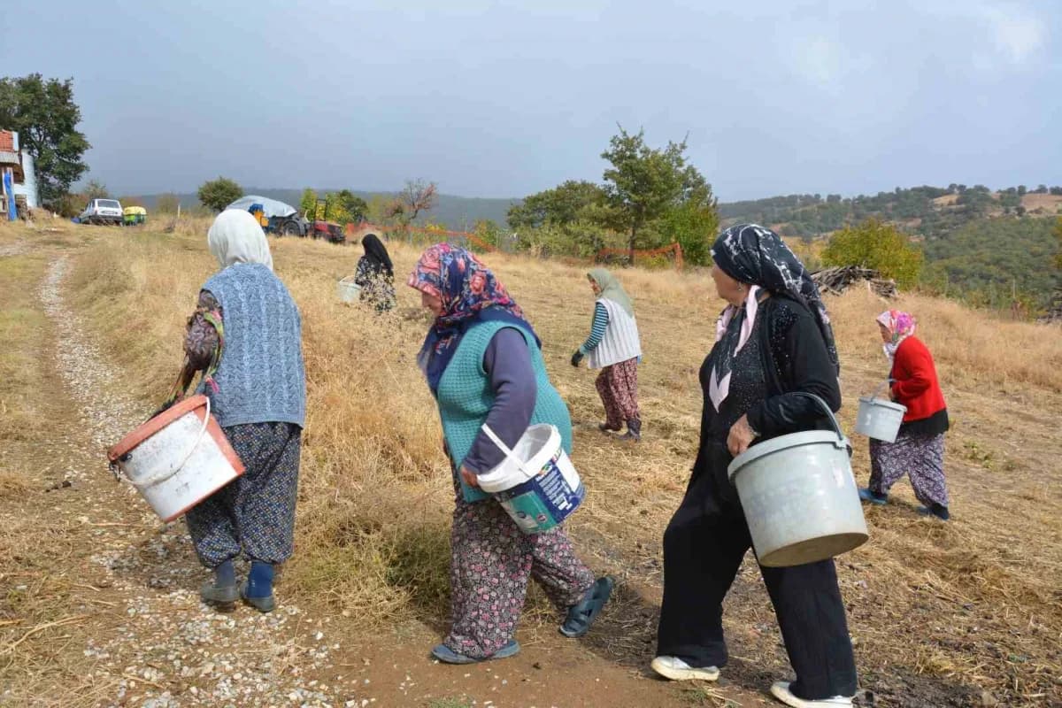 Manisa’da dağlardan toplayıp ilaç ve kozmetik devlerine satıyorlar