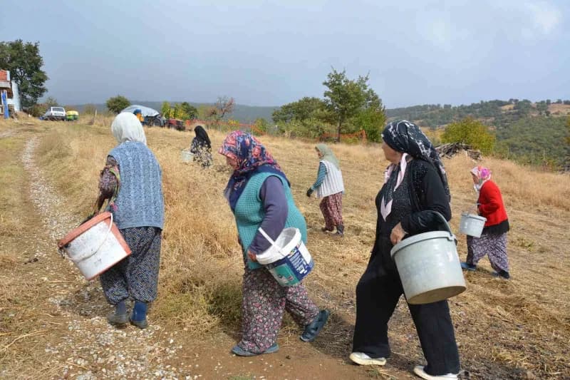 Manisa’da dağlardan toplayıp ilaç ve kozmetik devlerine satıyorlar