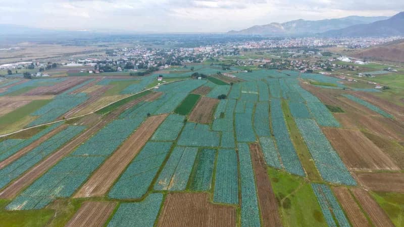 Muş Ovası’nda lahana hasadı başladı: 165 milyon liralık katkı bekleniyor
