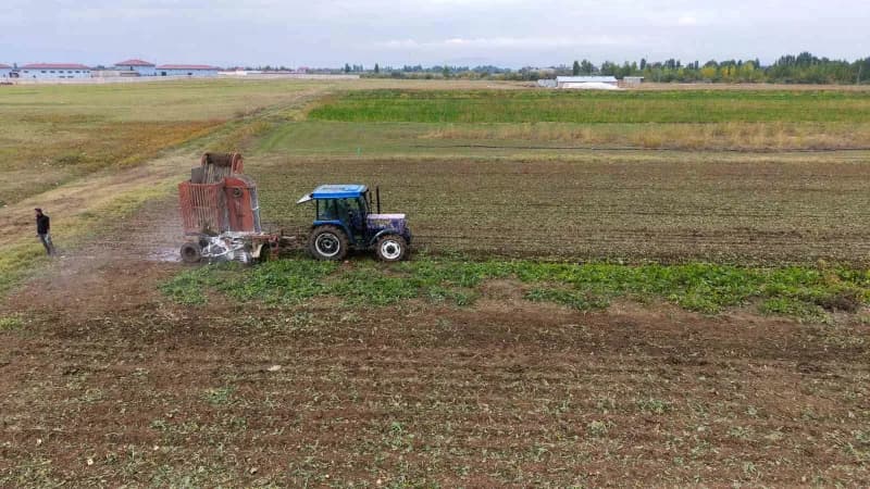 Muş Ovası’nda şeker pancarı tarlasında hasat yapan çiftçiler ve traktörler
