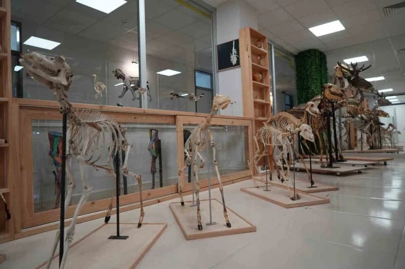 OMÜ Veteriner Fakültesinde sergilenen çeşitli hayvan iskeletleri ve anatomik materyaller