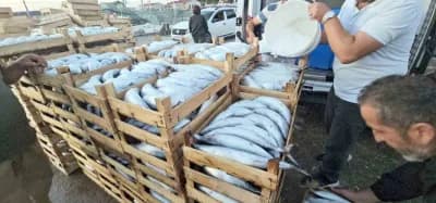 Kastamonu Cide’de tezgahlarda satılan kiloluk palamut balıkları