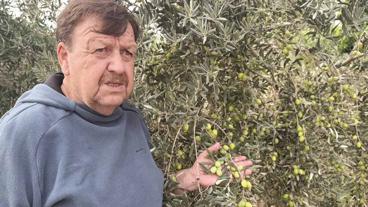 Tavşan Yüreği zeytinini dünya sahnesine çıkarmaya hazırlanıyor