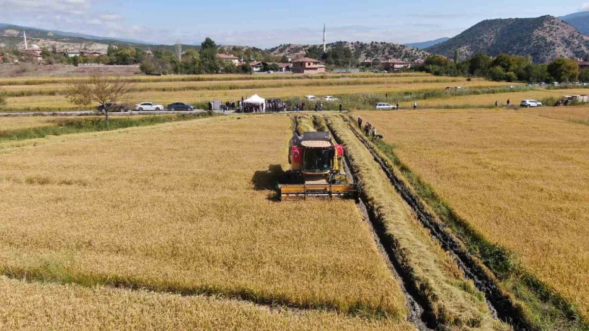 Kastamonu Tosya ilçesinde coğrafi işaretli sarıkılçık pirinci hasadı yapan çiftçiler ve biçerdöverler