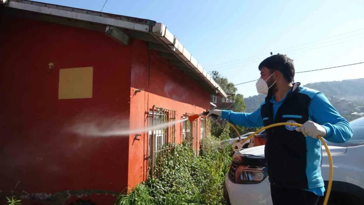 Trabzon’da samuray arısı ile kahverengi kokarca mücadelesi ve fındık bahçeleri