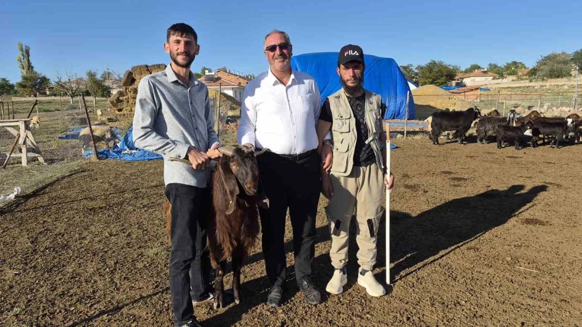 Yozgat Yerköy'de Bilir ailesinin hayvancılık işletmesinde koyunlar ve Afgan çoban