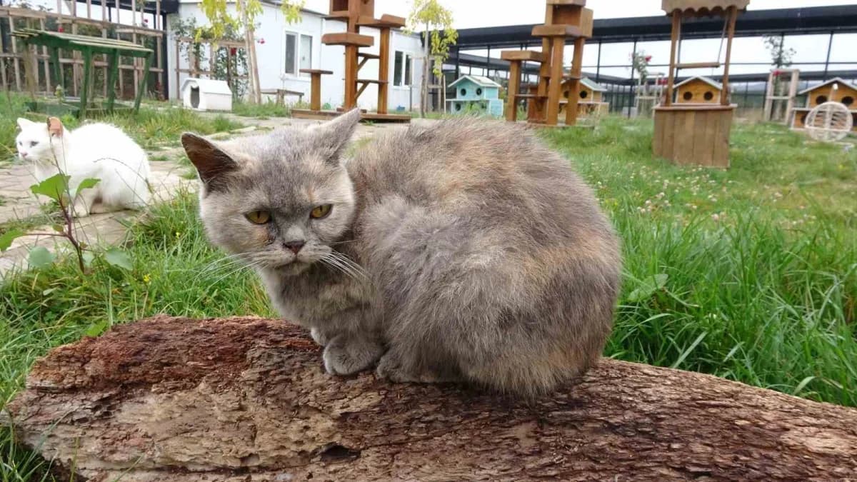 Yozgat Evcil Köy tesisinde doğal yaşam alanında bulunan köpekler ve kediler